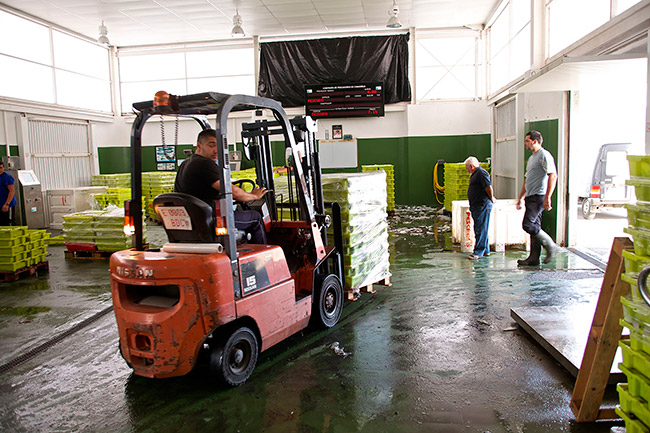 Descarga de pescados en la 