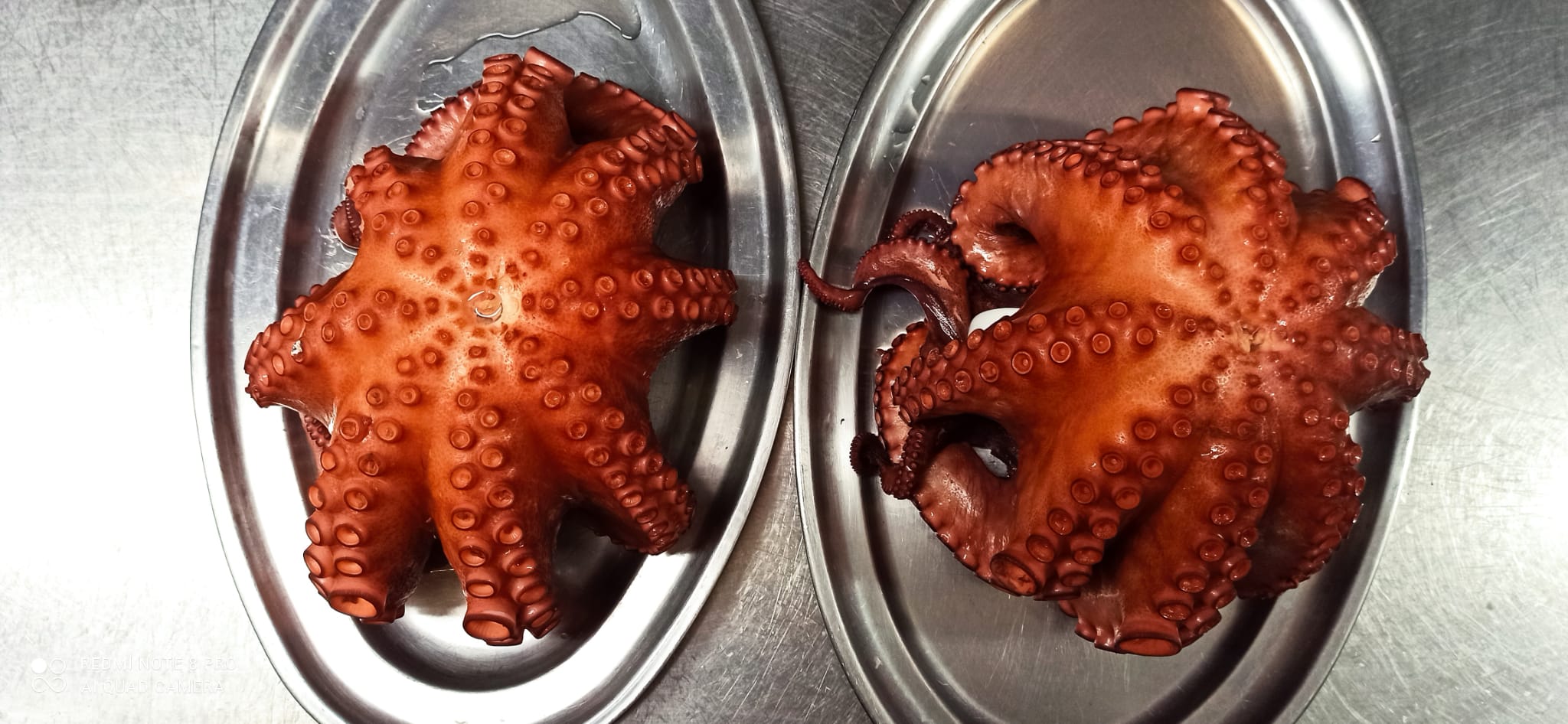 Pulpo 2